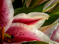 Flowers 3-15-21