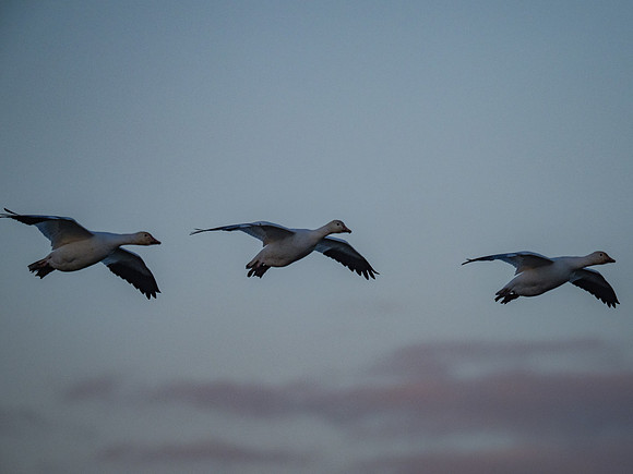 Snow Geese @ The Skagit Valley 12-2-18