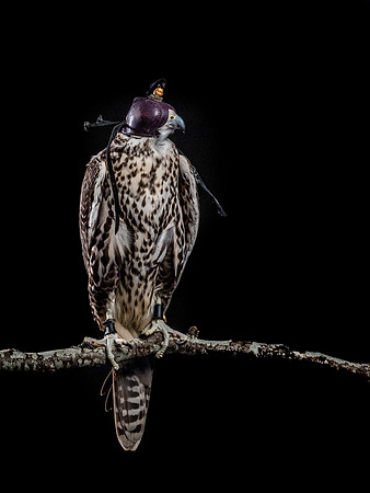 The Falconer with Olympus Cameras @ Kenmore Camera 2-2-19-41