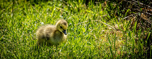 George C. Reifel Bird Sanctuary 5-7-19-11