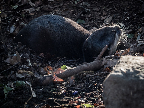 Woodland Park Zoo 11-18-18-28