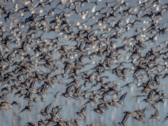 Skagit Valley 1-13-19-40