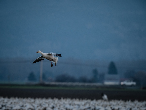 Snow Geese @ The Skagit Valley 12-2-18-26