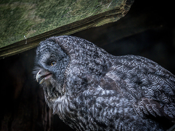 Woodland Park Zoo 11-18-18-47