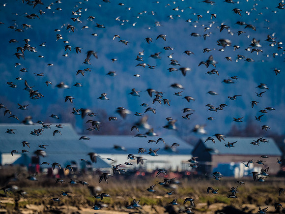 Skagit Valley 1-13-19-25