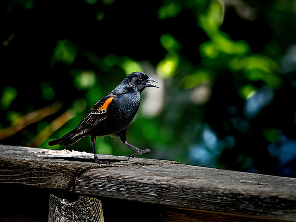 George C. Reifel Bird Sanctuary 5-7-19-3