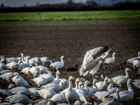 Skagit Valley Birds 11-11-18 (12 of 26)