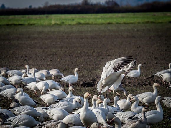 Skagit Valley Birds 11-11-18 (12 of 26)