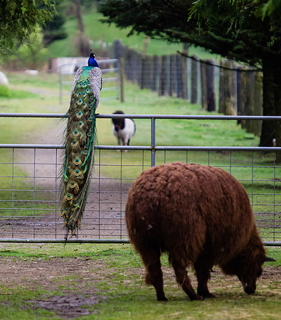 The Arlington Kangaroo Farm_-2