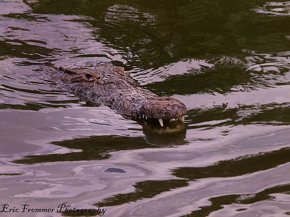Alligators-15
