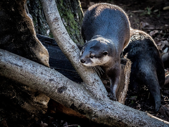 Woodland Park Zoo 11-18-18-30