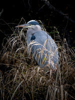 Nisqually Wildlife Refuge 1-12-24