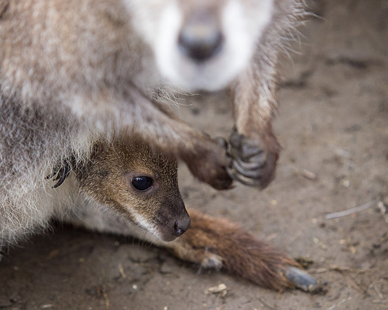 The Arlington Kangaroo Farm_-17