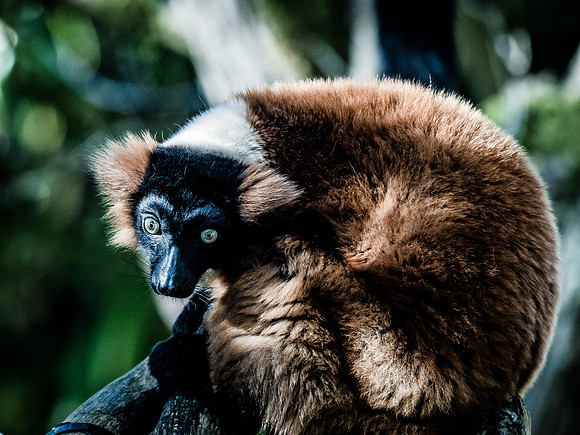 Woodland Park Zoo 11-18-18-6