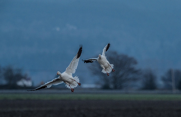 Snow Geese @ The Skagit Valley 12-2-18-17