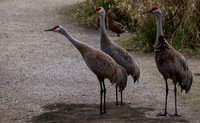George C. Reifel Migratory Bird Sanctuary