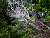 Birds of Florida 2012