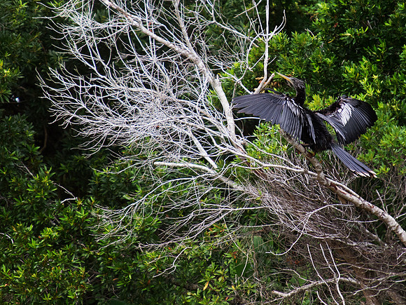Birds of Florida 2012
