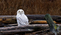 Snowy Owls @ Boundary Bay,BC