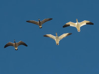 Snow Geese 10-19-14