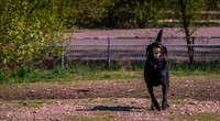 Magnuson Dog Park 4-7-14