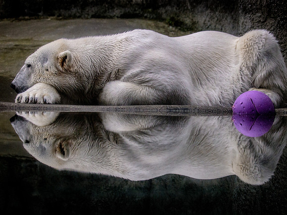 Polar Bear Reflections