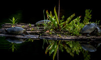 Cape Cod Wildlife 2018 Set 1-7