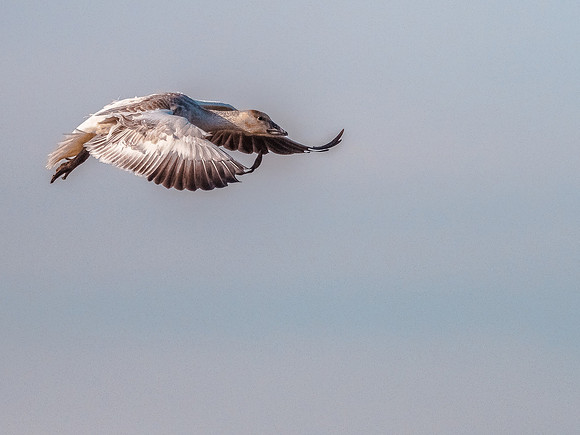Skagit Valley Birds 11-11-18 (23 of 26)