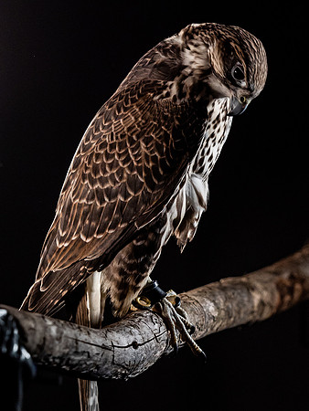 The Falconer with Olympus Cameras @ Kenmore Camera 2-2-19-36