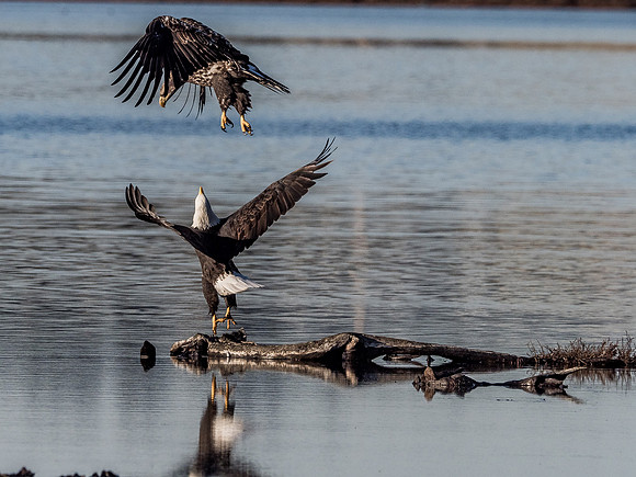 Eagles @ Whidbey Island 11-18-18-13