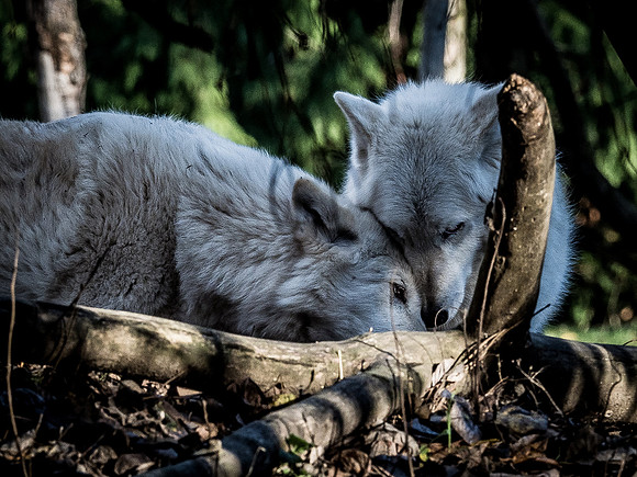 Woodland Park Zoo 11-18-18-3
