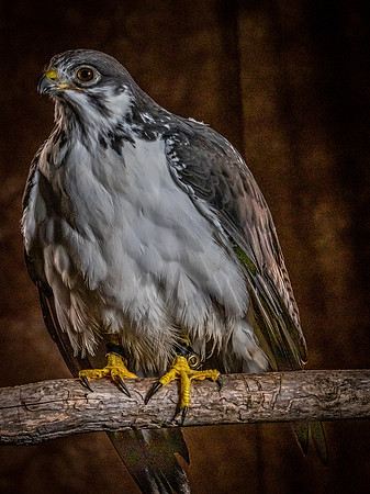The Falconer with Olympus Cameras @ Kenmore Camera 2-2-19-44