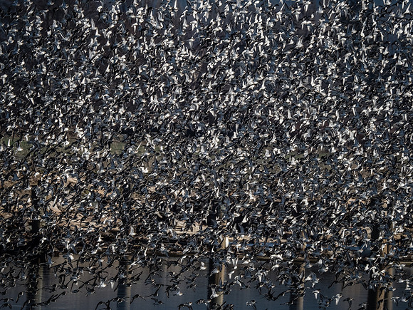 Skagit Valley 1-13-19-11
