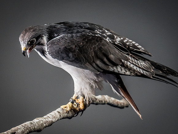 The Falconer with Olympus Cameras @ Kenmore Camera 2-2-19-46