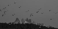 Snow Geese & Skagit Valley 10-15-17 set 1