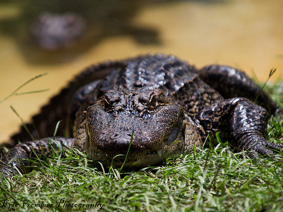 Alligators-21