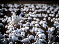 Skagit Valley Birds 11-11-18 (16 of 26)