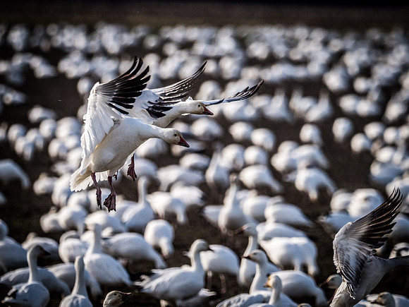 Skagit Valley Birds 11-11-18 (16 of 26)