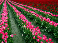 Skagit Valley Tulip Festival 2015