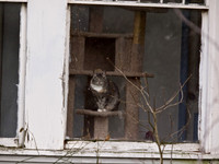Bellingham Volkswalk 2-20-12-19