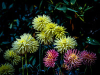 Dahlias @ Volunteer Park 10-16-22 Set 2