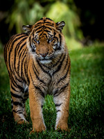 Tigers @ Metro Zoo Miami