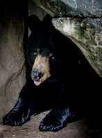 The Oregon Zoo October 2016
