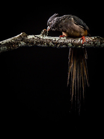 The Falconer with Olympus Cameras @ Kenmore Camera 2-2-19-2