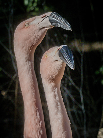 Woodland Park Zoo 11-18-18-13