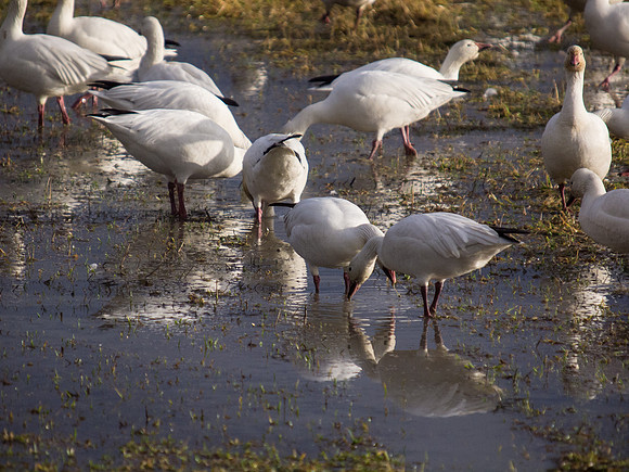 Snow Geese_
