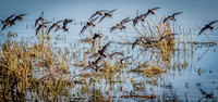 Skagit Valley Birds 11-11-18 (9 of 26)