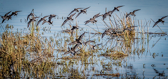 Skagit Valley Birds 11-11-18 (9 of 26)