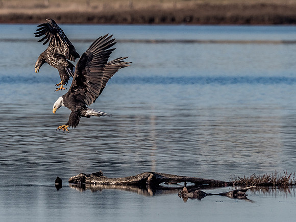 Eagles @ Whidbey Island 11-18-18-15