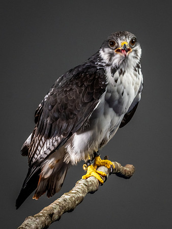 The Falconer with Olympus Cameras @ Kenmore Camera 2-2-19-49